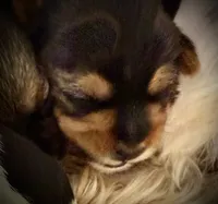 Lucy, a female Shorkie for sale in Fort Worth, TX – 3 of 3
