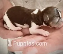 Polly – Shorkie puppy for sale in Fort Worth, TX