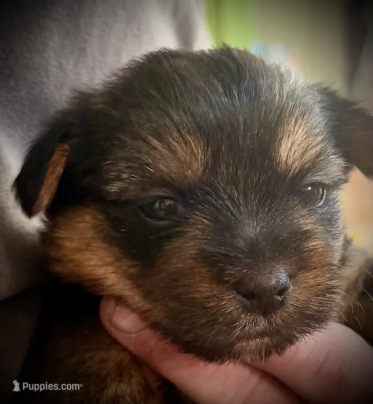 Lucy – Shorkie puppy for sale in Fort Worth, TX