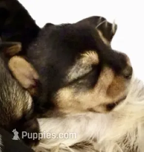 Lucy – Shorkie puppy for sale in Fort Worth, TX