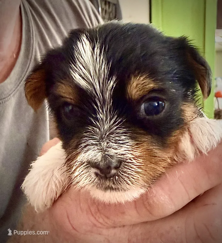 Milo – Shorkie puppy for sale in Fort Worth, TX