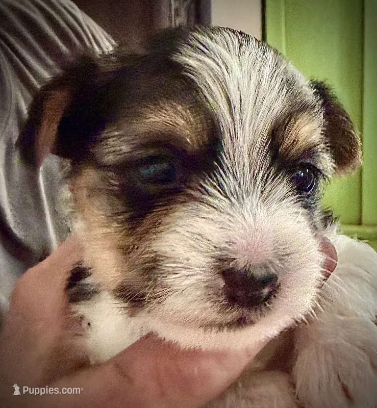 Polly – Shorkie puppy for sale in Fort Worth, TX