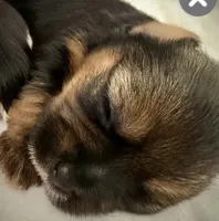 Olivia, a female Shorkie for sale in Fort Worth, TX – 1 of 4