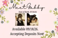 Gabby, a female Shorkie for sale in Fort Worth, TX – 2 of 3