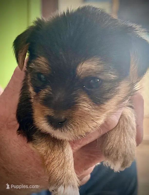 Gabby – Shorkie puppy for sale in Fort Worth, TX