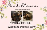 Olivia, a female Shorkie for sale in Fort Worth, TX – 3 of 4
