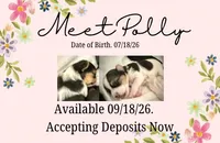 Polly, a female Shorkie for sale in Fort Worth, TX – 5 of 9