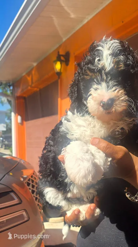 Rue – Bernedoodle puppy for sale in Jacksonville Beach, FL