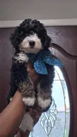 Rogue, a male Bernedoodle for sale in Jacksonville Beach, FL – 6 of 6
