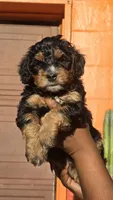 Orion, a male Miniature Bernedoodle for sale in Jacksonville Beach, FL – 1 of 4