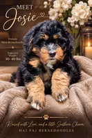 Josie, a female Miniature Bernedoodle for sale in Jacksonville Beach, FL – 4 of 4