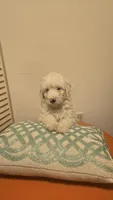 Jules, a female Bernedoodle for sale in Jacksonville Beach, FL – 6 of 6