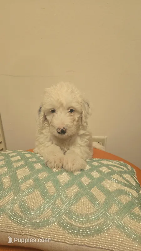 Jules – Bernedoodle puppy for sale in Jacksonville Beach, FL