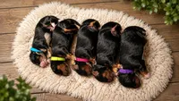 Purple Collar, a female Miniature Bernedoodle for sale in Jacksonville Beach, FL – 2 of 5