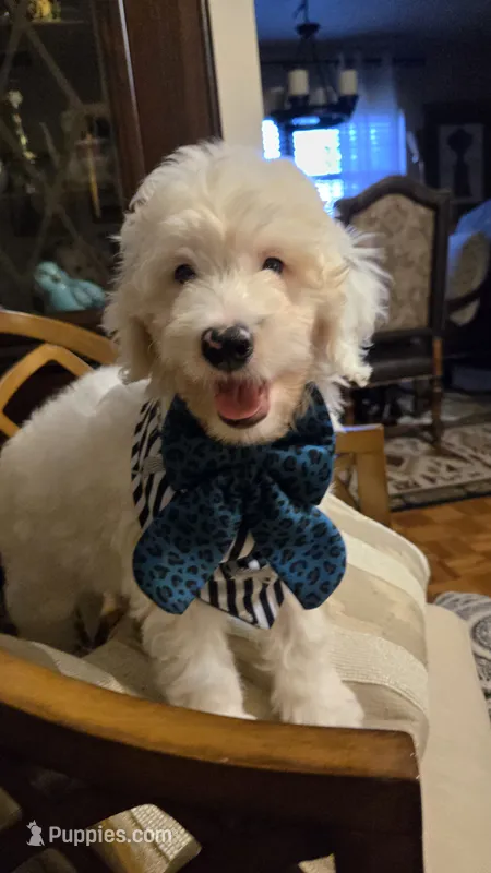 Jules – Bernedoodle puppy for sale in Jacksonville Beach, FL
