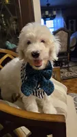 Jules, a female Bernedoodle for sale in Jacksonville Beach, FL – 2 of 6