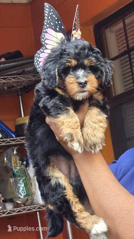 Josie – Miniature Bernedoodle puppy for sale in Jacksonville Beach, FL