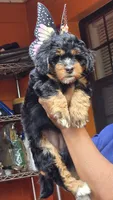 Josie, a female Miniature Bernedoodle for sale in Jacksonville Beach, FL – 1 of 4