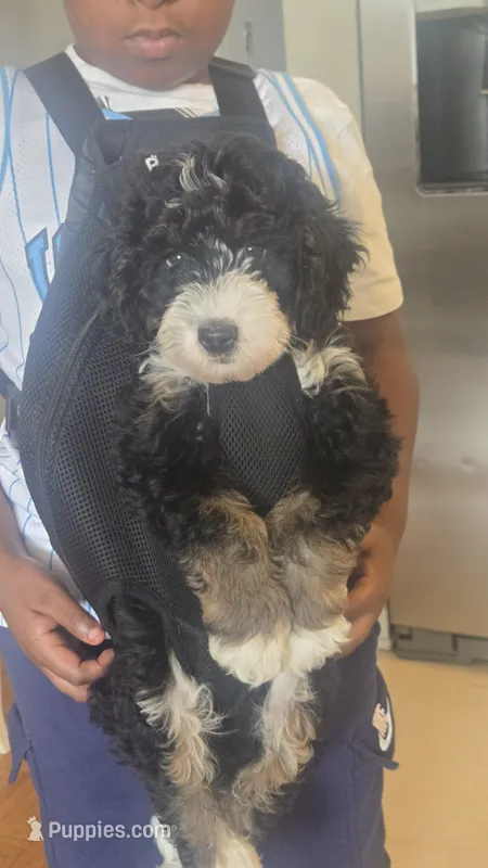 Rogue – Bernedoodle puppy for sale in Jacksonville Beach, FL