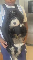 Rogue, a male Bernedoodle for sale in Jacksonville Beach, FL – 1 of 6