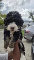 Rogue, a male Bernedoodle for sale in Jacksonville Beach, FL – 3 of 5