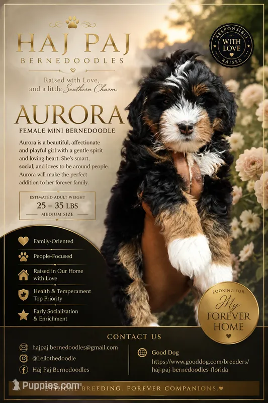 Purple Collar – Miniature Bernedoodle puppy for sale in Jacksonville Beach, FL
