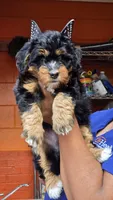 Josie, a female Miniature Bernedoodle for sale in Jacksonville Beach, FL – 2 of 4