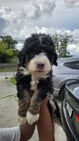 Rogue, a male Bernedoodle for sale in Jacksonville Beach, FL – 5 of 5
