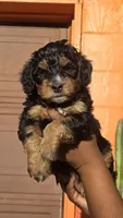 Orion, a male Miniature Bernedoodle for sale in Jacksonville Beach, FL – 3 of 4