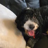 Lexie, a female Bernedoodle for sale in Gulfport, MS – Photo 2 of 5