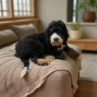 Lexie, a female Bernedoodle for sale in Gulfport, MS – Photo 1 of 5