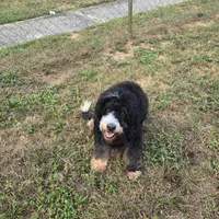 Lexie, a female Bernedoodle for sale in Gulfport, MS – Photo 3 of 5