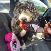 Lexie, a female Bernedoodle for sale in Gulfport, MS – Photo 5 of 5