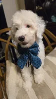 Jules, a female Bernedoodle for sale in Jacksonville Beach, FL – 4 of 6