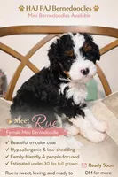 Rue, a female Bernedoodle for sale in Jacksonville Beach, FL – Photo 1 of 2