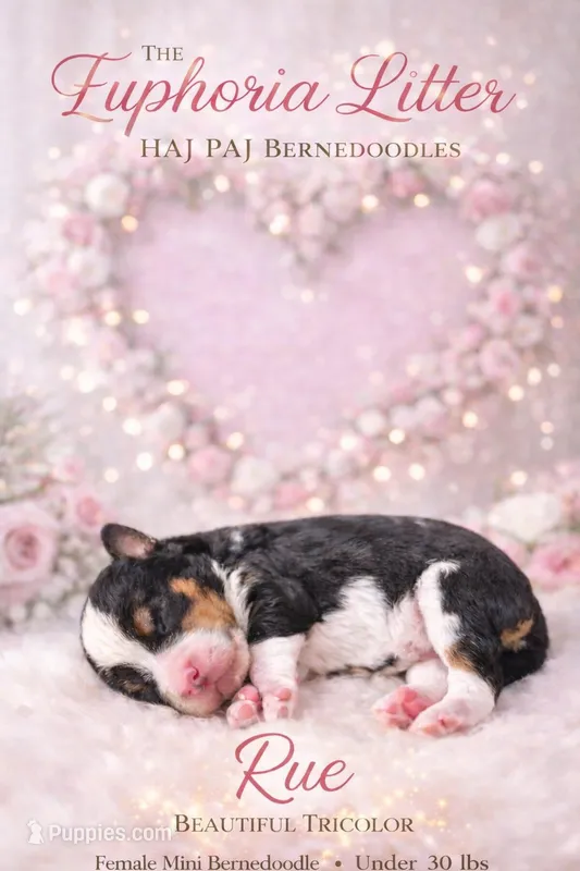 Rue, a female Bernedoodle for sale in Gulfport, MS – Photo 1 of 3