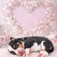 Rue, a female Bernedoodle for sale in Jacksonville Beach, FL – Photo 2 of 2