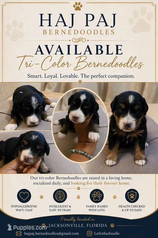Purple Collar – Miniature Bernedoodle puppy for sale in Jacksonville Beach, FL