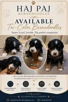Purple Collar, a female Miniature Bernedoodle for sale in Jacksonville Beach, FL – 1 of 5