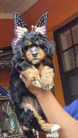 Josie, a female Miniature Bernedoodle for sale in Jacksonville Beach, FL – 3 of 4