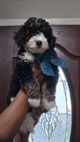 Rogue, a male Bernedoodle for sale in Jacksonville Beach, FL – 5 of 6