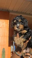 Orion, a male Miniature Bernedoodle for sale in Jacksonville Beach, FL – 2 of 4