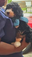 Rogue, a male Bernedoodle for sale in Jacksonville Beach, FL – 4 of 6