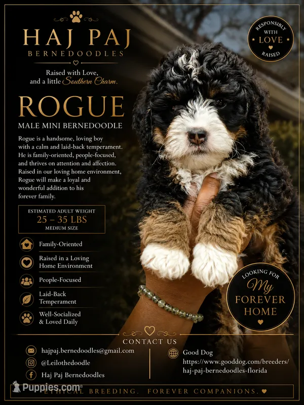 Rogue – Bernedoodle puppy for sale in Jacksonville Beach, FL