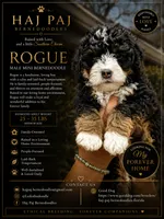 Rogue, a male Bernedoodle for sale in Jacksonville Beach, FL – 1 of 5