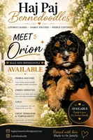 Orion, a male Miniature Bernedoodle for sale in Jacksonville Beach, FL – 4 of 4