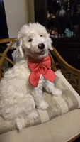 Jules, a female Bernedoodle for sale in Jacksonville Beach, FL – 5 of 6