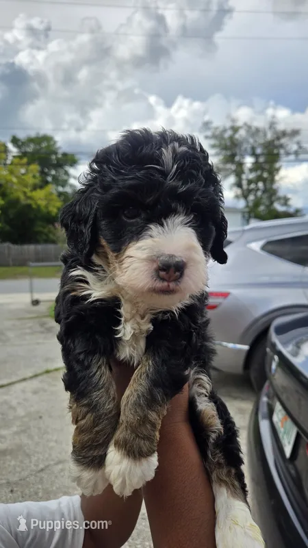 Blue collar – Bernedoodle puppy for sale in Jacksonville Beach, FL