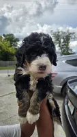 Rogue, a male Bernedoodle for sale in Jacksonville Beach, FL – 2 of 5