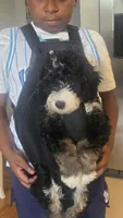 Rogue, a male Bernedoodle for sale in Jacksonville Beach, FL – 3 of 6